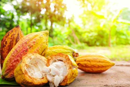 Caminhos do Cacau: Da amêndoa ao chocolate, como a fruta que sai da lavoura se transforma em delícias  