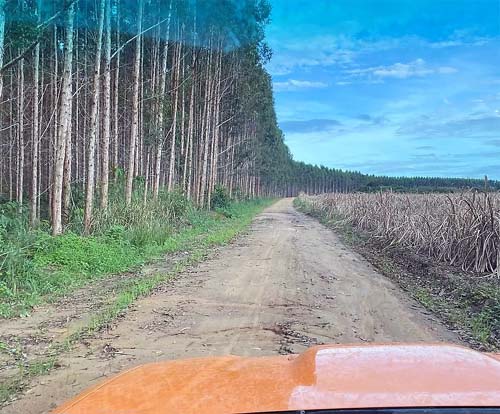 Quatro jovens são sequestrados e três deles mortos a tiros em Maceió