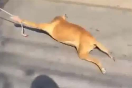 Homem é flagrado arrastando cachorro em carroça no Agreste de Alagoas
