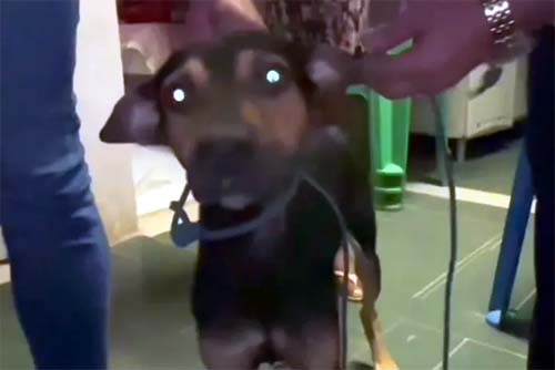 Homem é preso em flagrante por praticar sexo com cachorro no Benedito Bentes