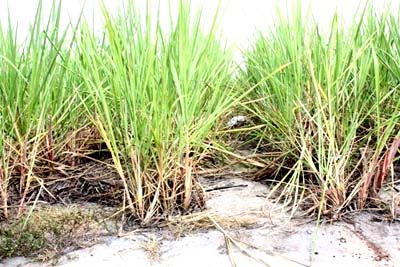 Corpo de desconhecido é encontrado em canavial 