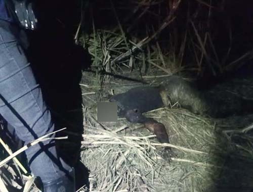 Corpo em estado de decomposição é encontrado às margens da BR-101