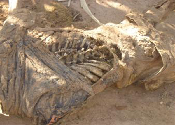 Cadáver de homem desaparecido a 60 dias é encontrado na zona rural de Branquinha