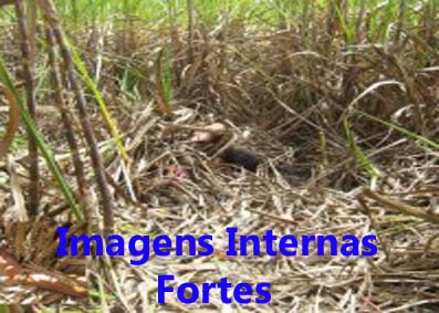 Populares encontram dois corpos em canavial próximo a Campo Alegre