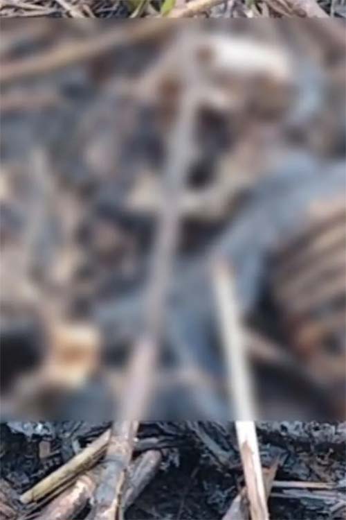 Cadáver em Decomposição Avançada é Encontrado em Plantação de Cana em Rio Largo