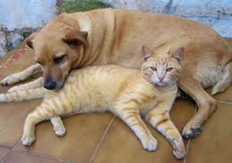Envenenamento de cães e gatos revolta população de Inhap