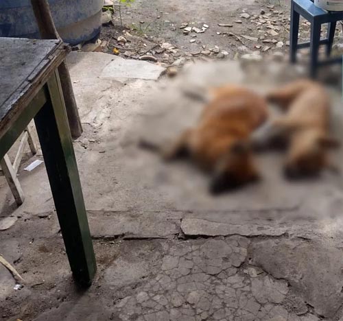 Ataque de abelhas deixa três cães mortos e três pessoas feridas