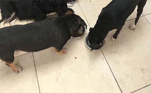 Cinco cachorros são encontrados mortos em residência no bairro do Farol