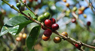 Melhores agricultores do mundo: empresário russo revela por que aposta no café brasileiro