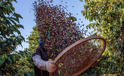 Há mais café do que nunca no mercado, mas você e os produtores não se beneficiam
