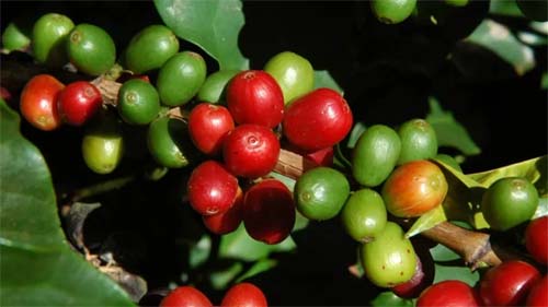 Inflação no atacado acelera em fevereiro com alta nos preços do café, ovos e milho, aponta FGV