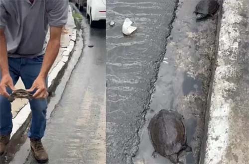 Cágados à Deriva: MP Embarga Obra do Renasce Salgadinho para Proteger Fauna