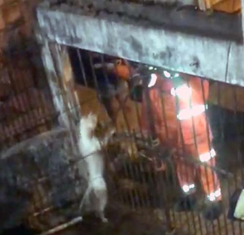 Pitbull que atacou família em Maceió sofre mal súbito e morre após ataque de fúria