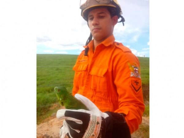 Bombeiros resgatam camaleão em residência em União dos Palmares