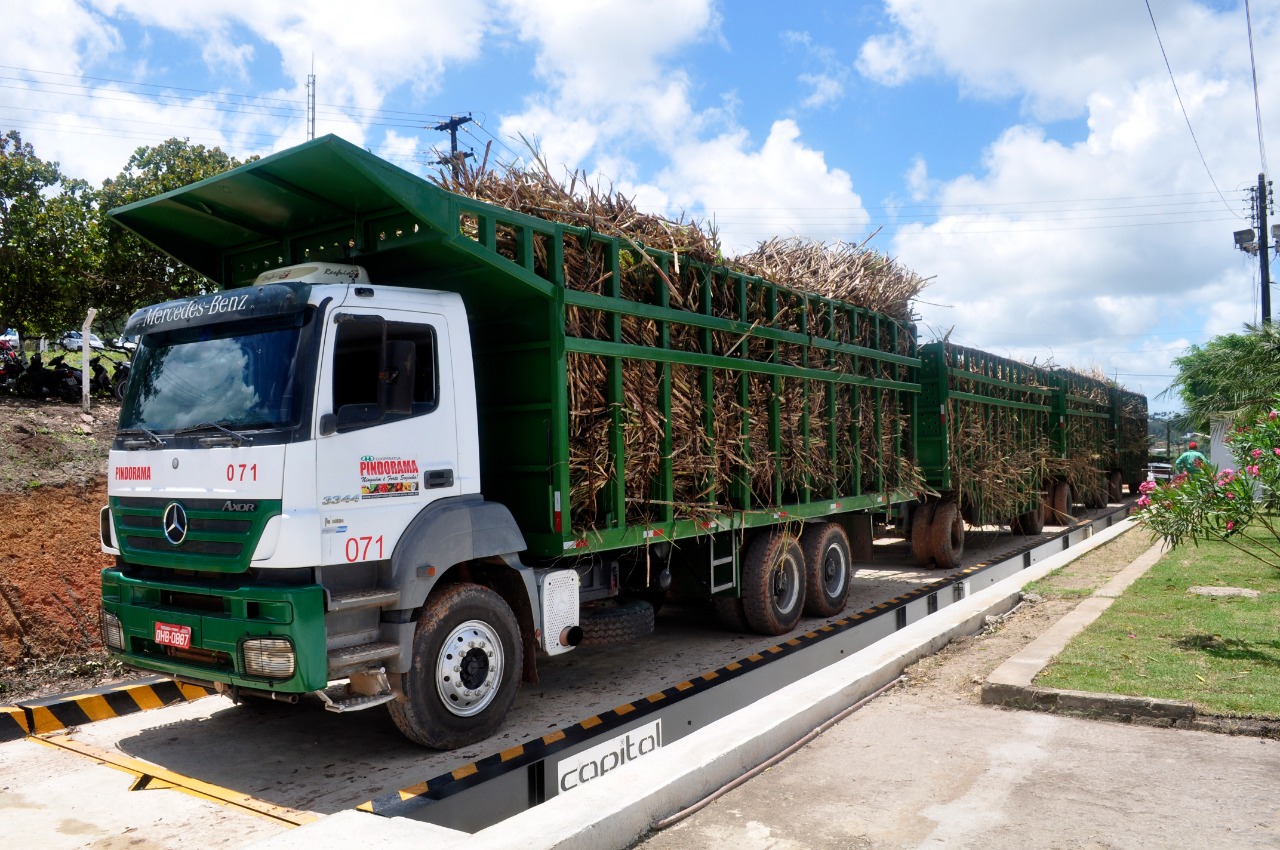Safra de cana em Alagoas pode ficar acima de 18 mi de toneladas