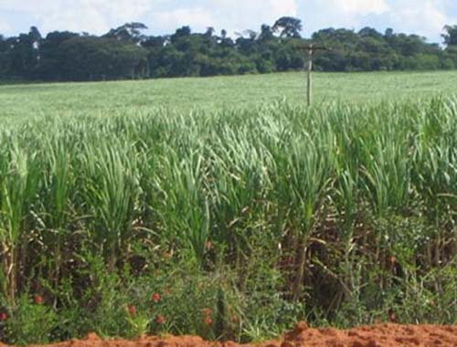 Mato Grosso do Sul supera Alagoas na produção nacional de cana de açúcar 