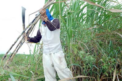 Subvenção para cana-de-açúcar vai injetar R$ 30 milhões em 
