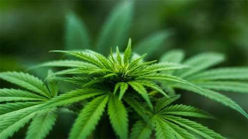 Anvisa autoriza plantio da Cannabis para experimentos científicos