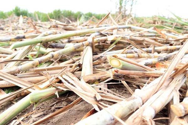 Safra 19/20 de cana será menor que o esperado em Alagoas