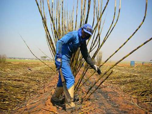 Setor sucroalcooleiro é responsável por 45,28% dos afastamentos de trabalho em Alagoas