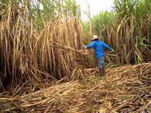 Safra de cana 2019/2020: estimativa de moagem é superar um milhão