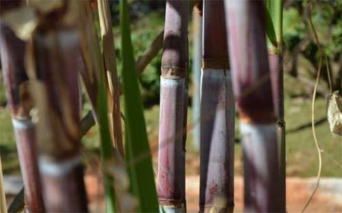 Produção de cana-de-açúcar deve sofrer queda de 9,5%