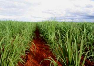 Fornecedores de cana propõem emenda a relator da MP 543