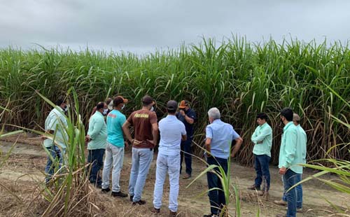 Tecnologia aumenta produção de cana em Pindorama