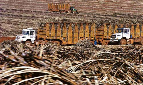 Camil aguarda aval da Anvisa para vender superaçúcar sem caloria