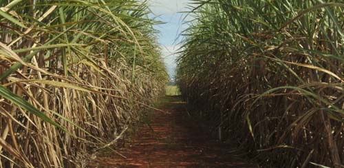 Proibição de queimadas afeta usinas de Alagoas