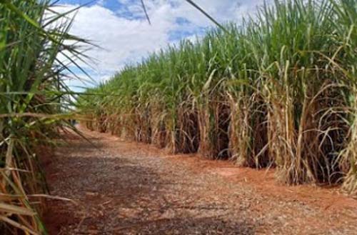 Homem é deixado amarrado em canavial e tem veículo levado por criminosos  