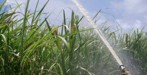 Projeto de irrigação aumenta produção do plantio da cana