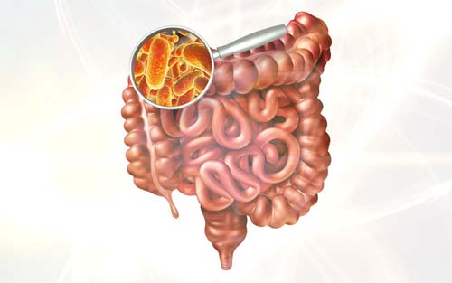 Pesquisadores brasileiros identificam bactérias que facilitam diagnóstico de câncer intestinal