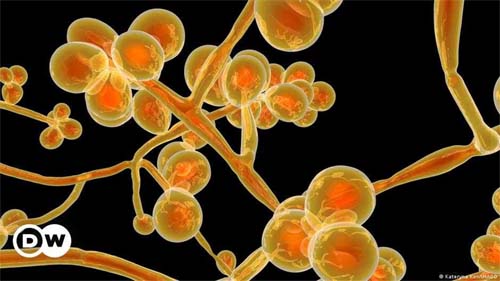 Candida auris, superfungo que preocupa Europa, EUA e Brasil