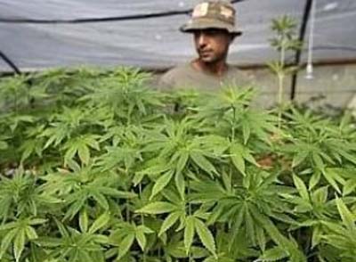 Cannabis (Maconha) não reduz evolução da esclerose múltipla, aponta estudo