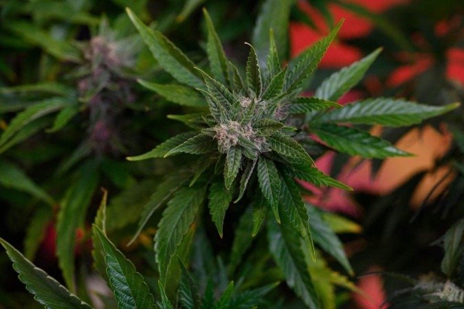 Cannabis pode impedir que humanos tenham covid-19, diz estudo