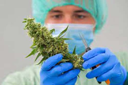 Uso da cannabis para produção de medicamentos vai ser pauta de audiência pública no STJ