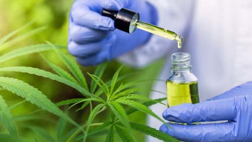 Maconha medicinal | Crianças com doenças raras podem perder remédio após ação da Anvisa: ‘Minha filha voltou à vida com cannabis'