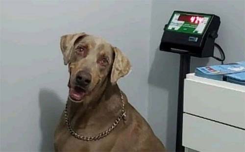 OAB/AL pede que MP/AL apure possível descumprimento de TAC que proíbe sacrifício de animais sadios