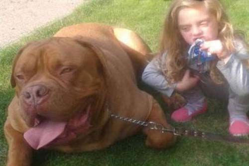 Menina de 4 anos é atacada e morta por seu cão de estimação