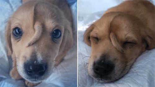 'Unicãornio'? Animal com cauda na testa encontra novo lar e é feliz