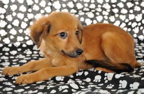 Covid-19: saiba como cuidar do seu animal de estimação