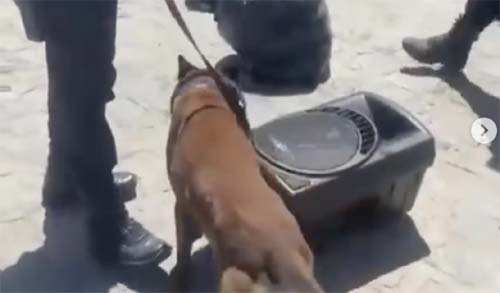 Cão farejador descobre 1,8 kg de maconha em caixa de som