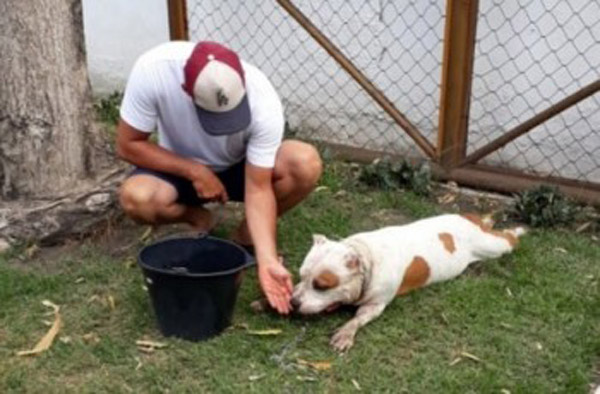 Homem é preso após arrastar pit bull pela rua; patas sangravam