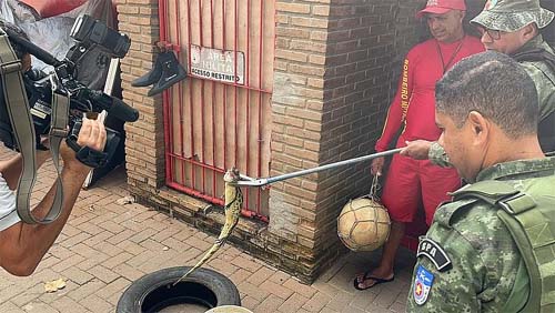 Invasão na praia: quatro jacarés e uma cobra são encontrados em pontos diferentes da orla de Maceió