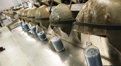 Como caranguejos de sangue azul podem ajudar no desenvolvimento da vacina contra covid-19 – e morrer por isso