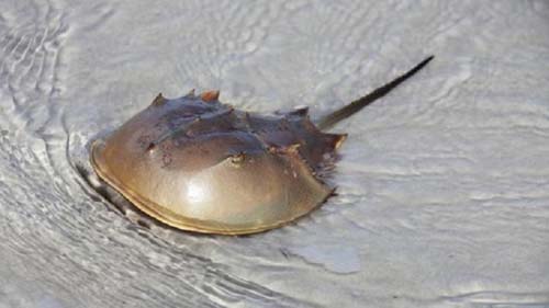 Caranguejos-ferradura e a vacina contra Covid-19: como animais que nem conhecemos salvam nossas vidas?