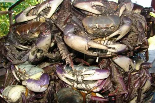 IMA alerta sobre reta final do período de defeso do caranguejo-uçá