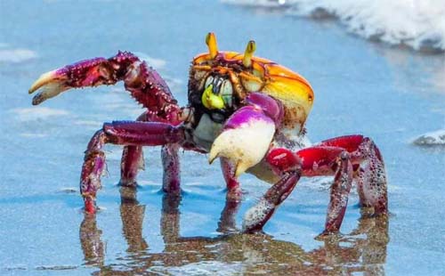 Período de proteção ao Caranguejo-uá começa no próximo domingo em Alagoas