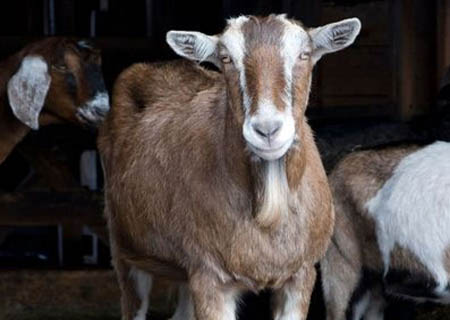 Brasileiro vai se casar com cabra de estimação